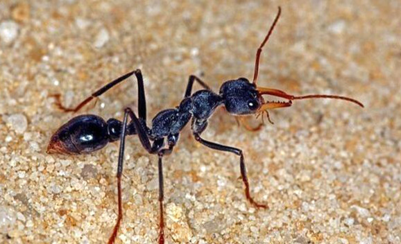 世界上最毒的蚂蚁，牛头犬蚁（人被咬后几分钟死亡）详细介绍