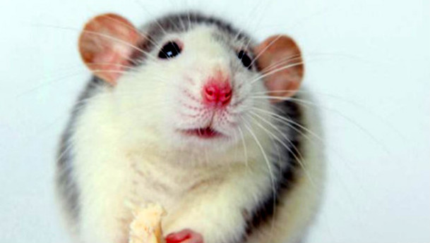 最可爱的鼠类前十名 土拨鼠也上榜了