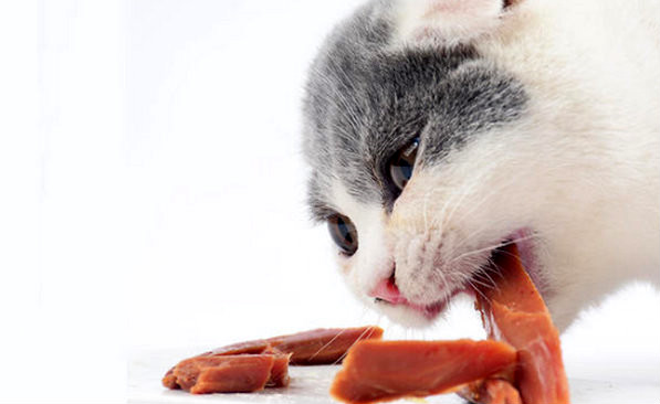 猫最爱吃的食物排行 小鱼干只能排第二