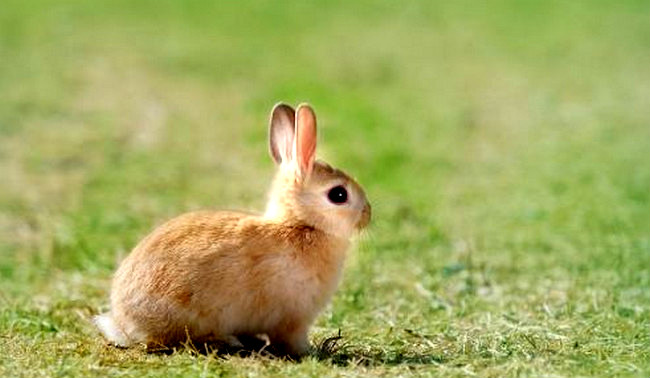 十大兔子品种名贵排名，最名贵的兔子排行榜